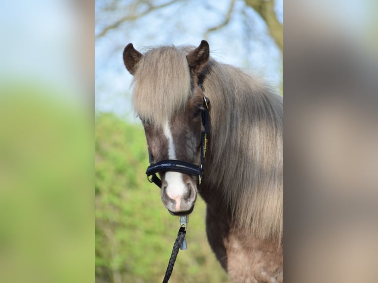 Pony Islandese Stallone 3 Anni 137 cm in Blunk