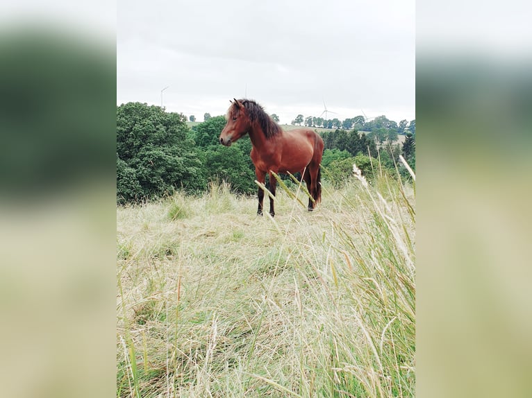 Pony Islandese Stallone 3 Anni 138 cm Baio in Bad Münstereifel