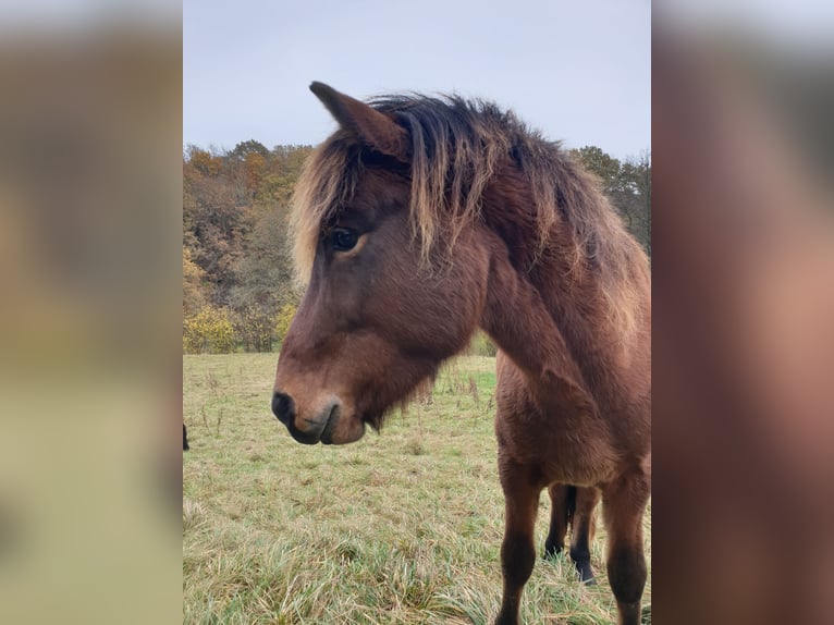 Pony Islandese Stallone 3 Anni 138 cm Baio in Bad Münstereifel