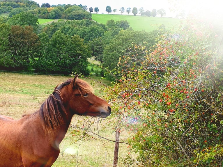 Pony Islandese Stallone 3 Anni 138 cm Baio in Bad Münstereifel