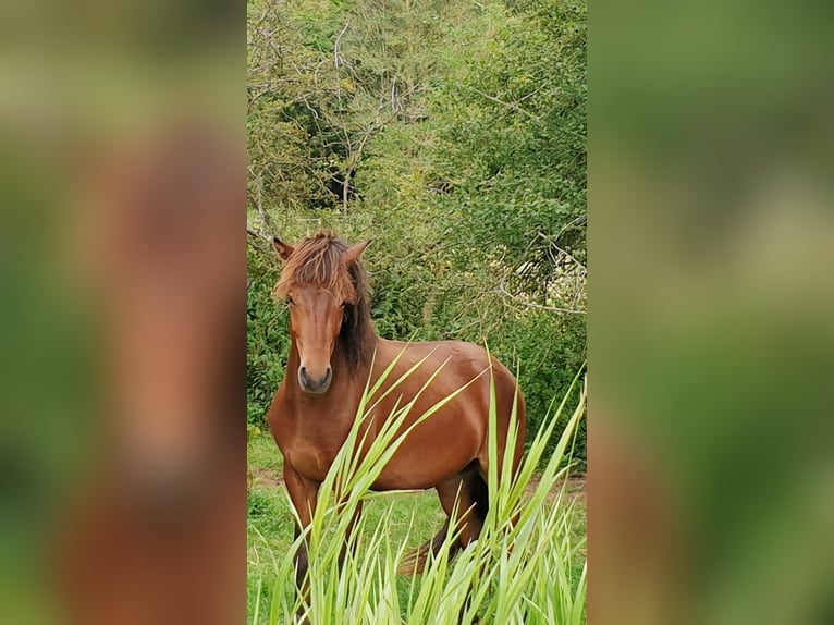 Pony Islandese Stallone 3 Anni 138 cm Baio in Bad Münstereifel