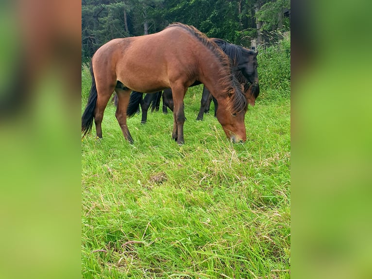 Pony Islandese Stallone 3 Anni 138 cm Baio in Bad Münstereifel