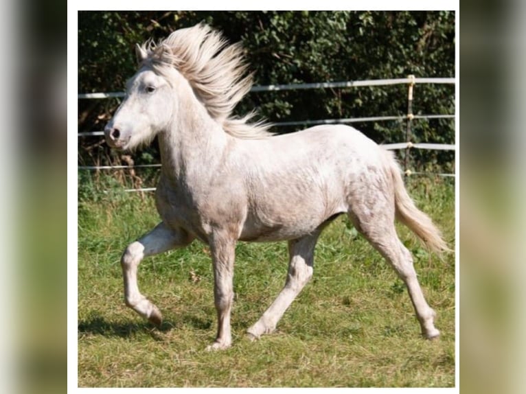 Pony Islandese Stallone 3 Anni 138 cm Grigio in Lutzhorn