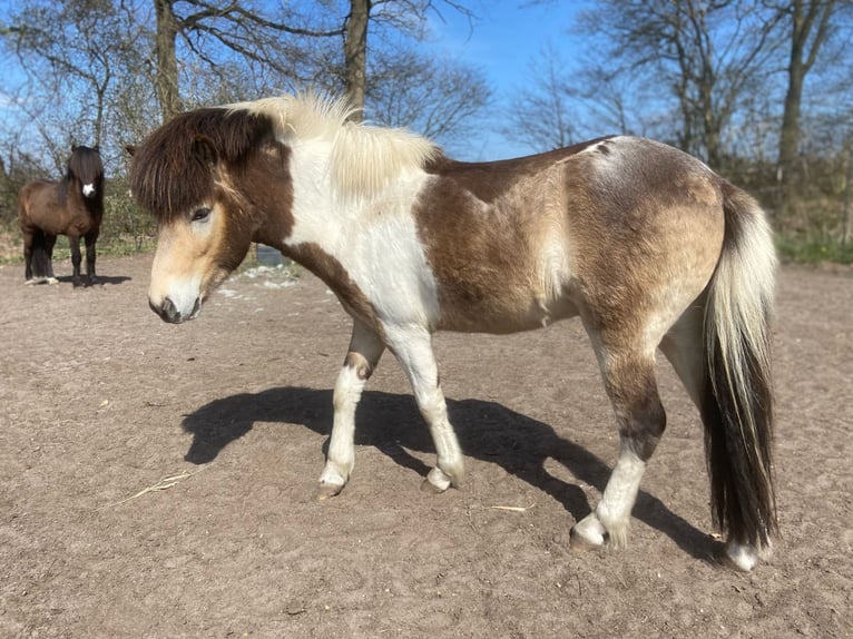 Pony Islandese Stallone 3 Anni 139 cm in Blunk