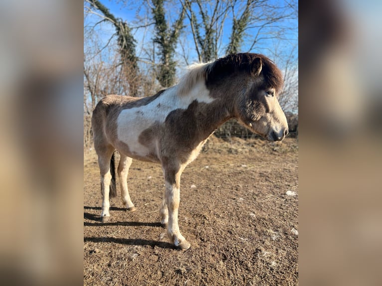 Pony Islandese Stallone 3 Anni 139 cm in Blunk