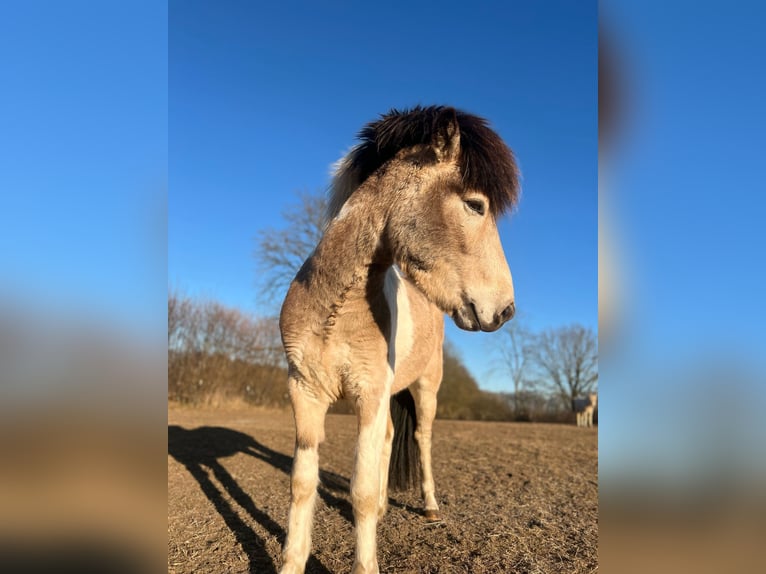 Pony Islandese Stallone 3 Anni 139 cm in Blunk