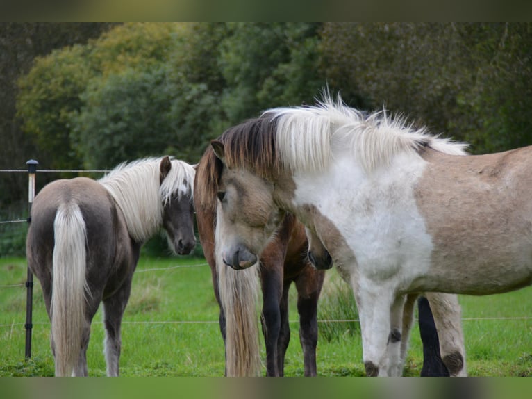 Pony Islandese Stallone 3 Anni 139 cm in Blunk