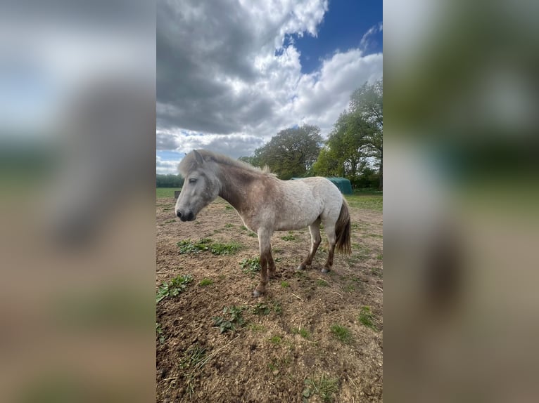 Pony Islandese Stallone 3 Anni 139 cm in Blunk