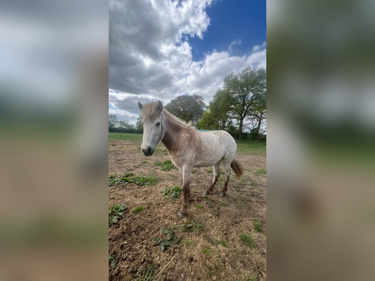 Pony Islandese Stallone 3 Anni 139 cm in Blunk