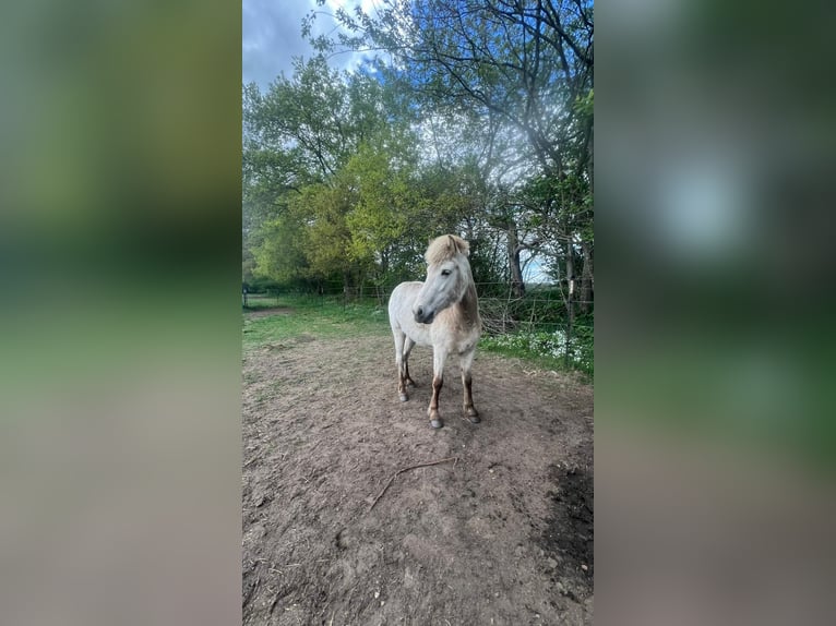 Pony Islandese Stallone 3 Anni 139 cm in Blunk