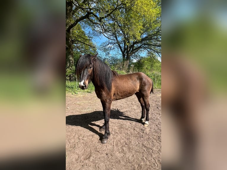 Pony Islandese Stallone 3 Anni 140 cm in Blunk