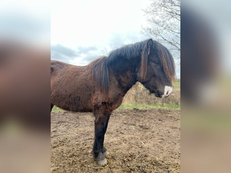 Pony Islandese Stallone 3 Anni 140 cm in Blunk