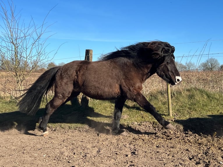 Pony Islandese Stallone 3 Anni 140 cm in Blunk