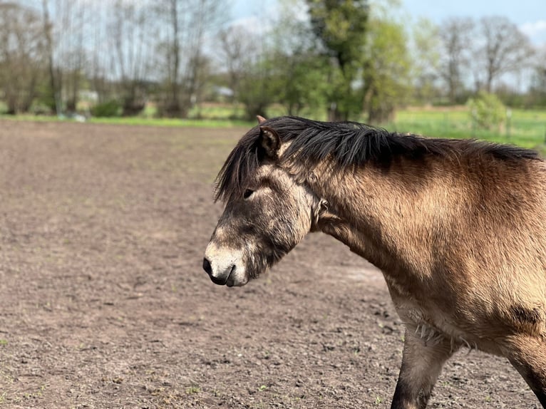 Pony Islandese Stallone 3 Anni 142 cm in NehmsBlunk