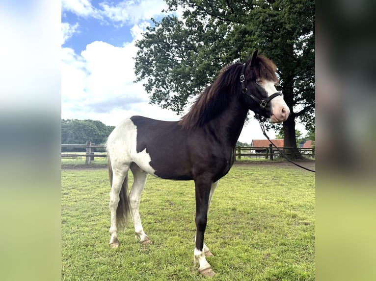 Pony Islandese Stallone 3 Anni 143 cm Pezzato in Lingen