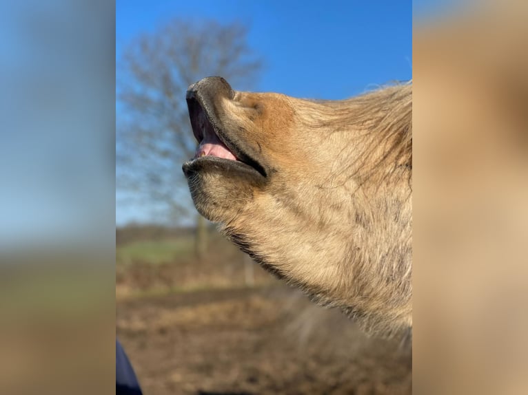Pony Islandese Stallone 3 Anni 144 cm  in Bosau