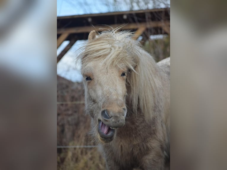 Pony Islandese Stallone 3 Anni 144 cm  in Bosau