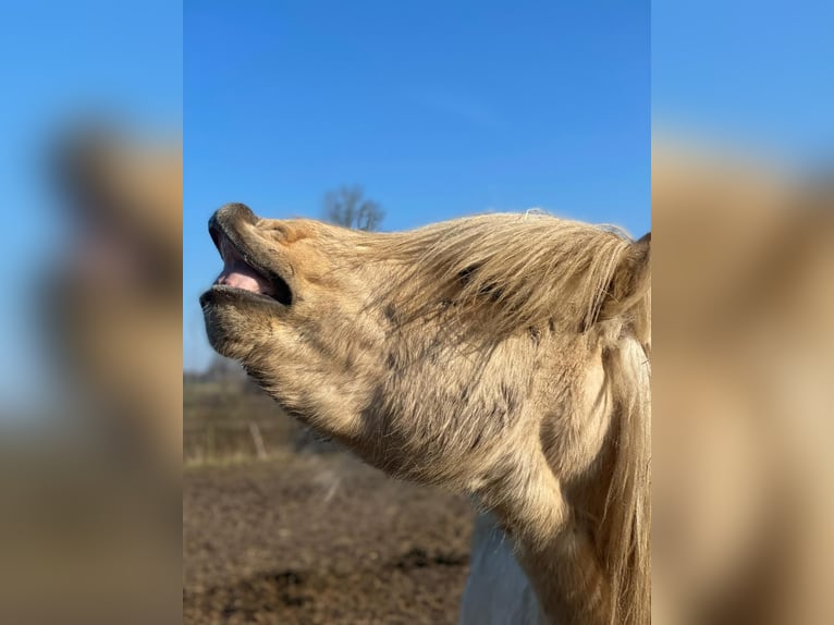 Pony Islandese Stallone 3 Anni 144 cm  in Bosau