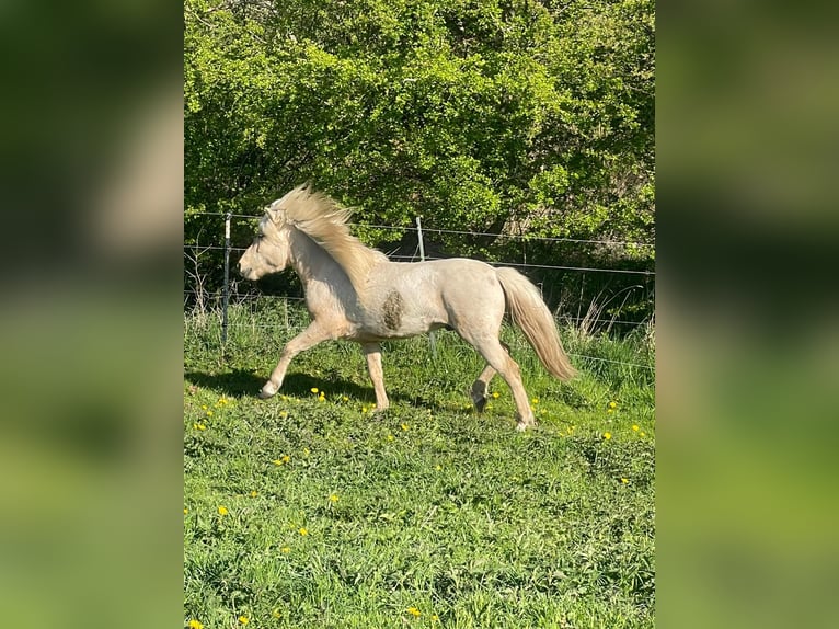 Pony Islandese Stallone 3 Anni 144 cm  in Bosau