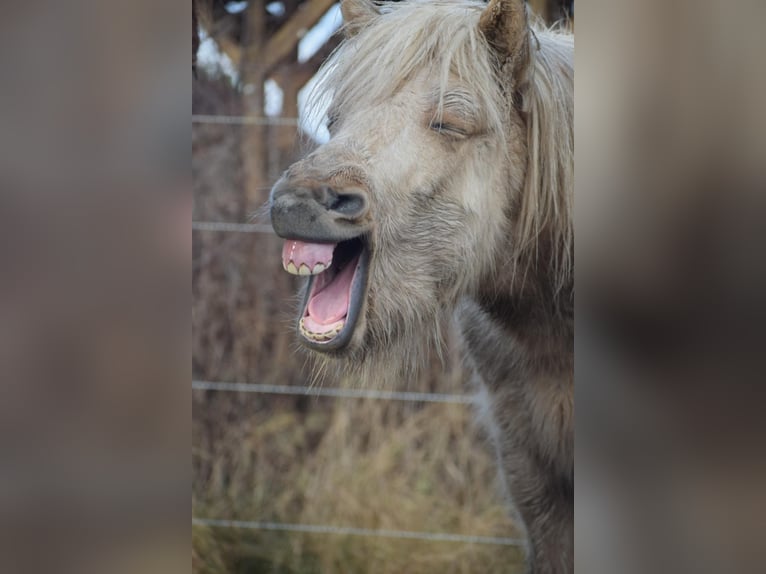 Pony Islandese Stallone 3 Anni 144 cm  in Bosau