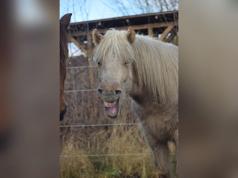 Pony Islandese Stallone 3 Anni 144 cm  in Bosau