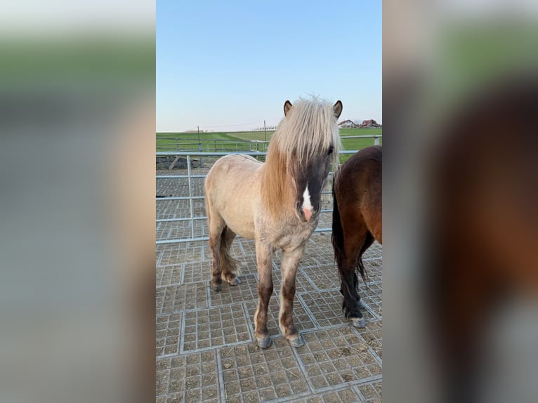 Pony Islandese Stallone 3 Anni Falbo in Raab