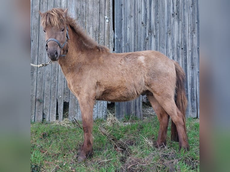 Pony Islandese Stallone 3 Anni Palomino in Saarland