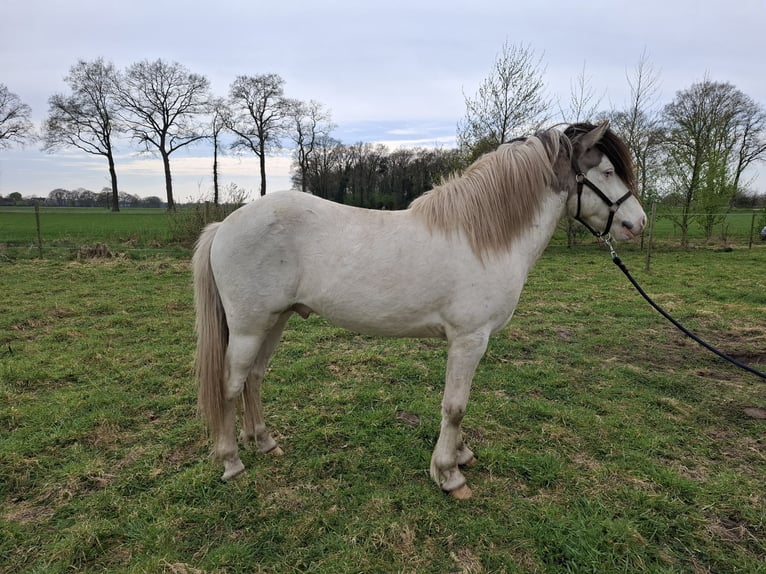 Pony Islandese Stallone 4 Anni 132 cm Tobiano-tutti i colori in Langeveen
