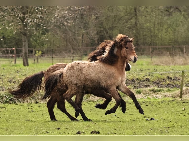 Pony Islandese Stallone 4 Anni 138 cm Overo-tutti i colori in Weener