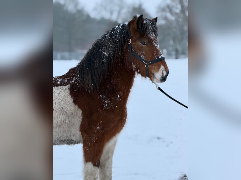 Pony Islandese Stallone 4 Anni 138 cm Pezzato in WEDDELBROOK
