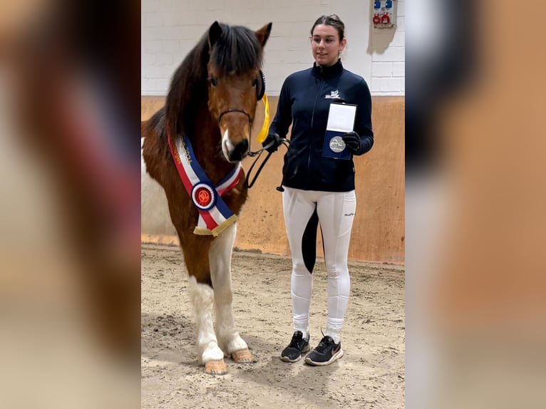 Pony Islandese Stallone 4 Anni 138 cm Pezzato in WEDDELBROOK