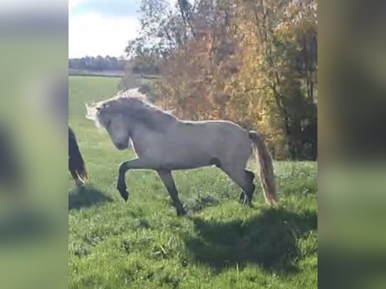 Pony Islandese Stallone 4 Anni 140 cm Grigio in Herscheid