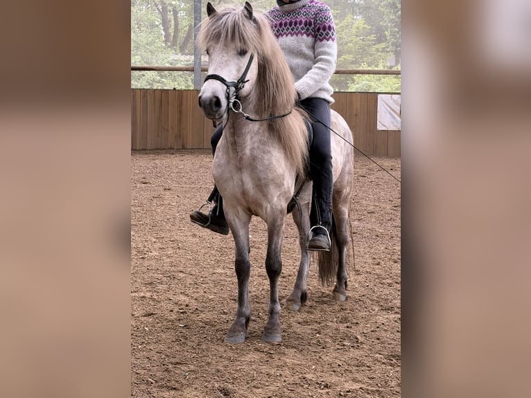 Pony Islandese Stallone 4 Anni 140 cm Grigio in Herscheid