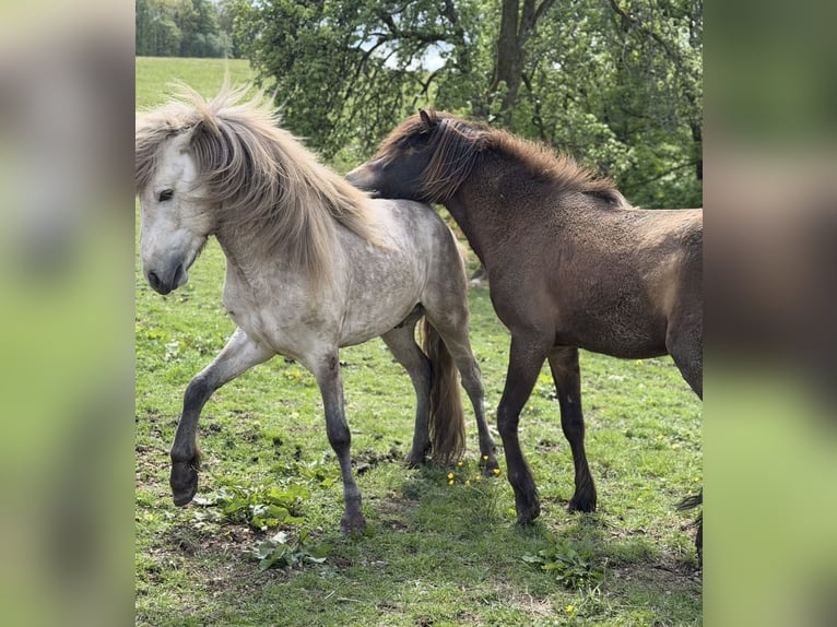 Pony Islandese Stallone 4 Anni 140 cm Grigio in Herscheid