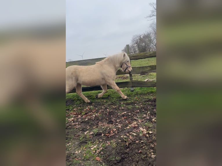 Pony Islandese Stallone 4 Anni 140 cm Palomino in Ostenfeld