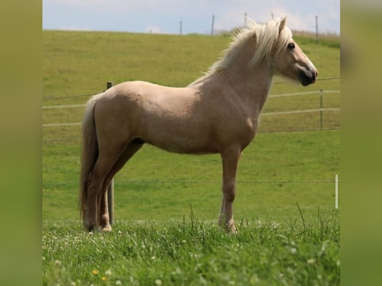 Pony Islandese Stallone 4 Anni 140 cm Palomino in Ostenfeld