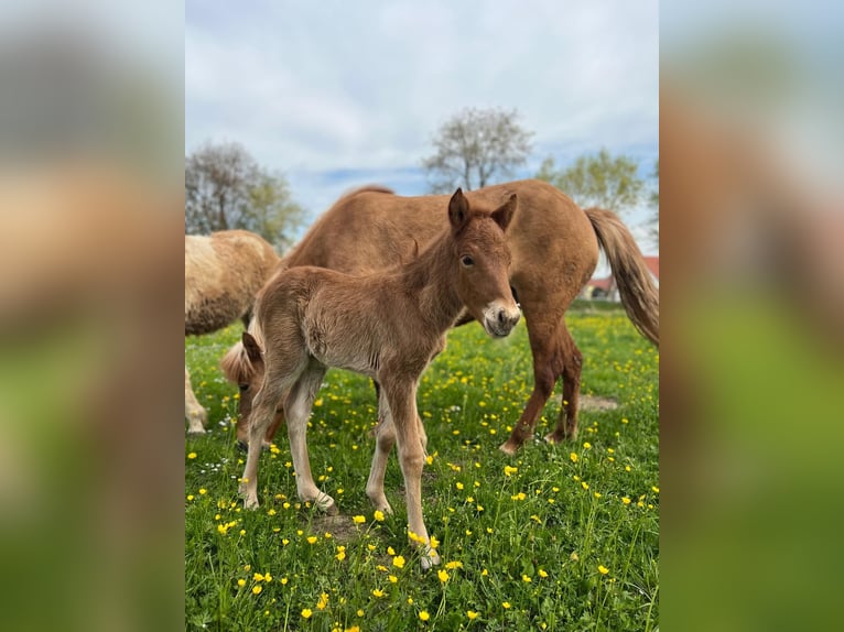 Pony Islandese Stallone 4 Anni 140 cm Sauro in Wassertrüdingen