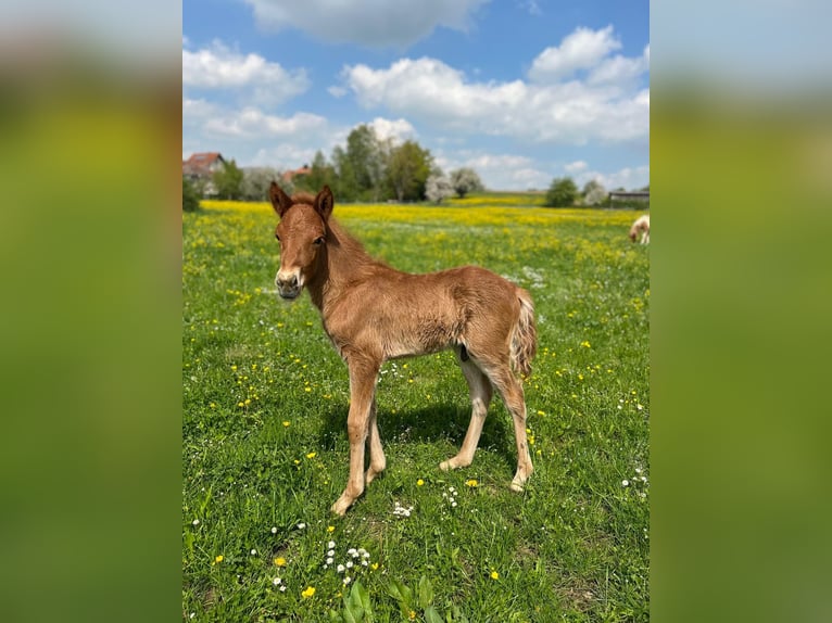 Pony Islandese Stallone 4 Anni 140 cm Sauro in Wassertrüdingen