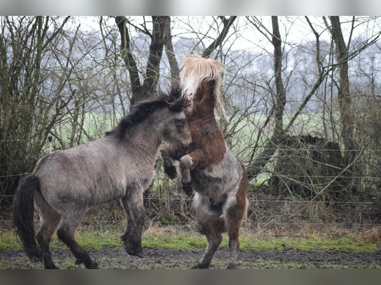 Pony Islandese Stallone 4 Anni 142 cm in NehmsBlunk