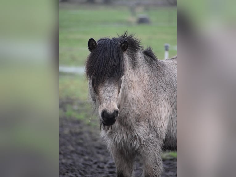 Pony Islandese Stallone 4 Anni 142 cm in NehmsBlunk