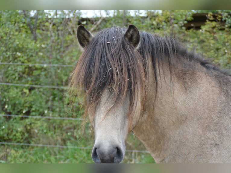 Pony Islandese Stallone 4 Anni 142 cm in NehmsBlunk Pony Islandese Stallone 4 Anni 142 cm in NehmsBlunk