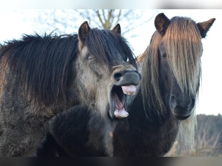 Pony Islandese Stallone 4 Anni 142 cm in NehmsBlunk