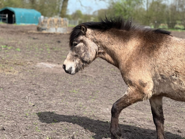 Pony Islandese Stallone 4 Anni 142 cm in NehmsBlunk