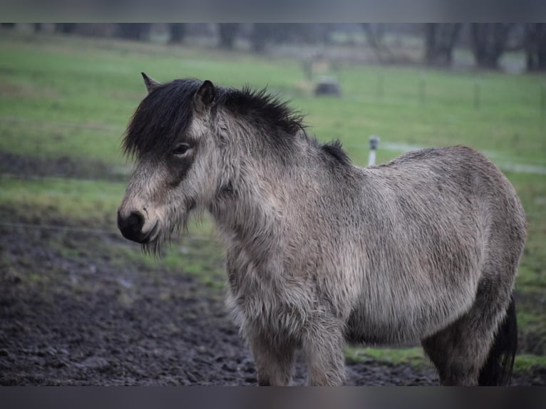 Pony Islandese Stallone 4 Anni 142 cm in NehmsBlunk