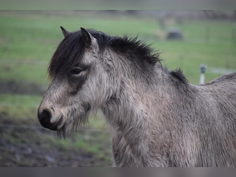 Pony Islandese Stallone 4 Anni 142 cm in NehmsBlunk