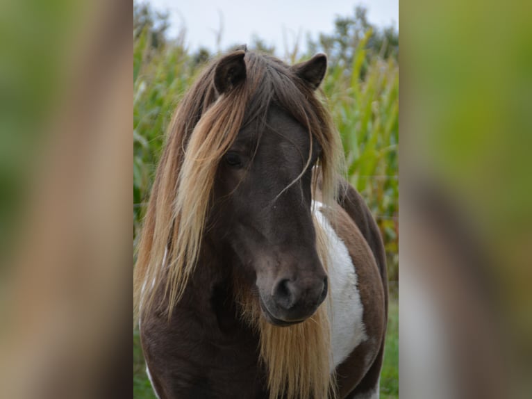 Pony Islandese Stallone 4 Anni 142 cm Pezzato in Blunk