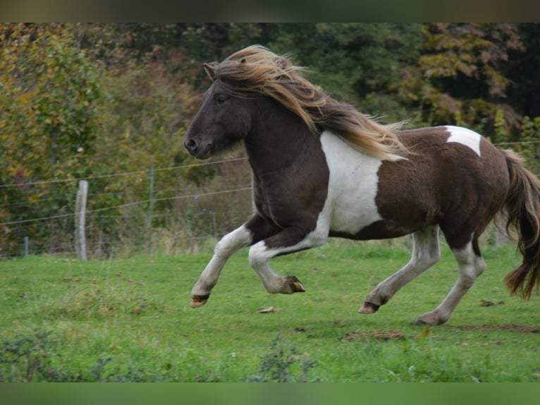 Pony Islandese Stallone 4 Anni 142 cm Pezzato in Blunk