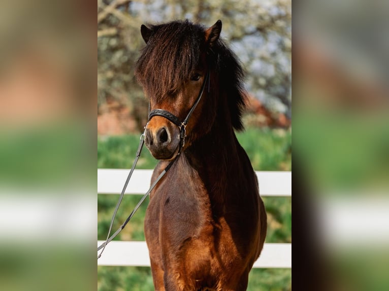 Pony Islandese Stallone 4 Anni 143 cm Baio in Lehmrade