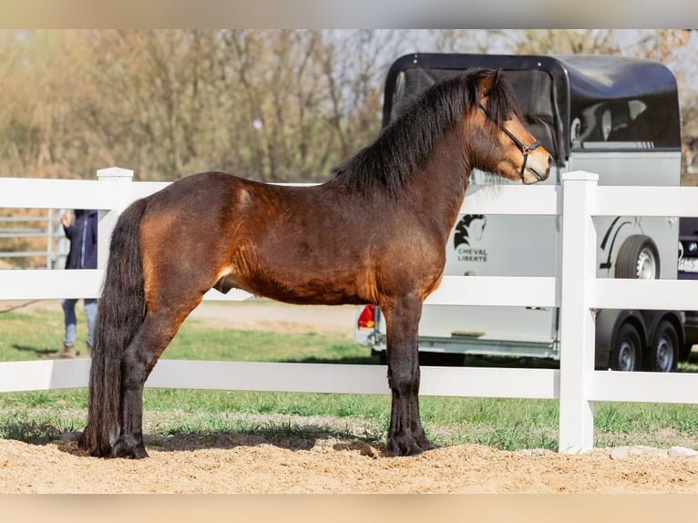 Pony Islandese Stallone 4 Anni 143 cm Baio in Lehmrade
