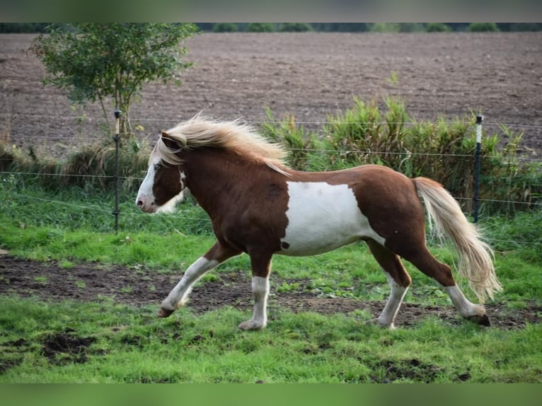 Pony Islandese Stallone 4 Anni 144 cm in Blink